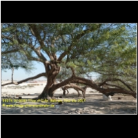 29274 02 0033 Tree of Life, Bahrain, Emirate 2017.jpg